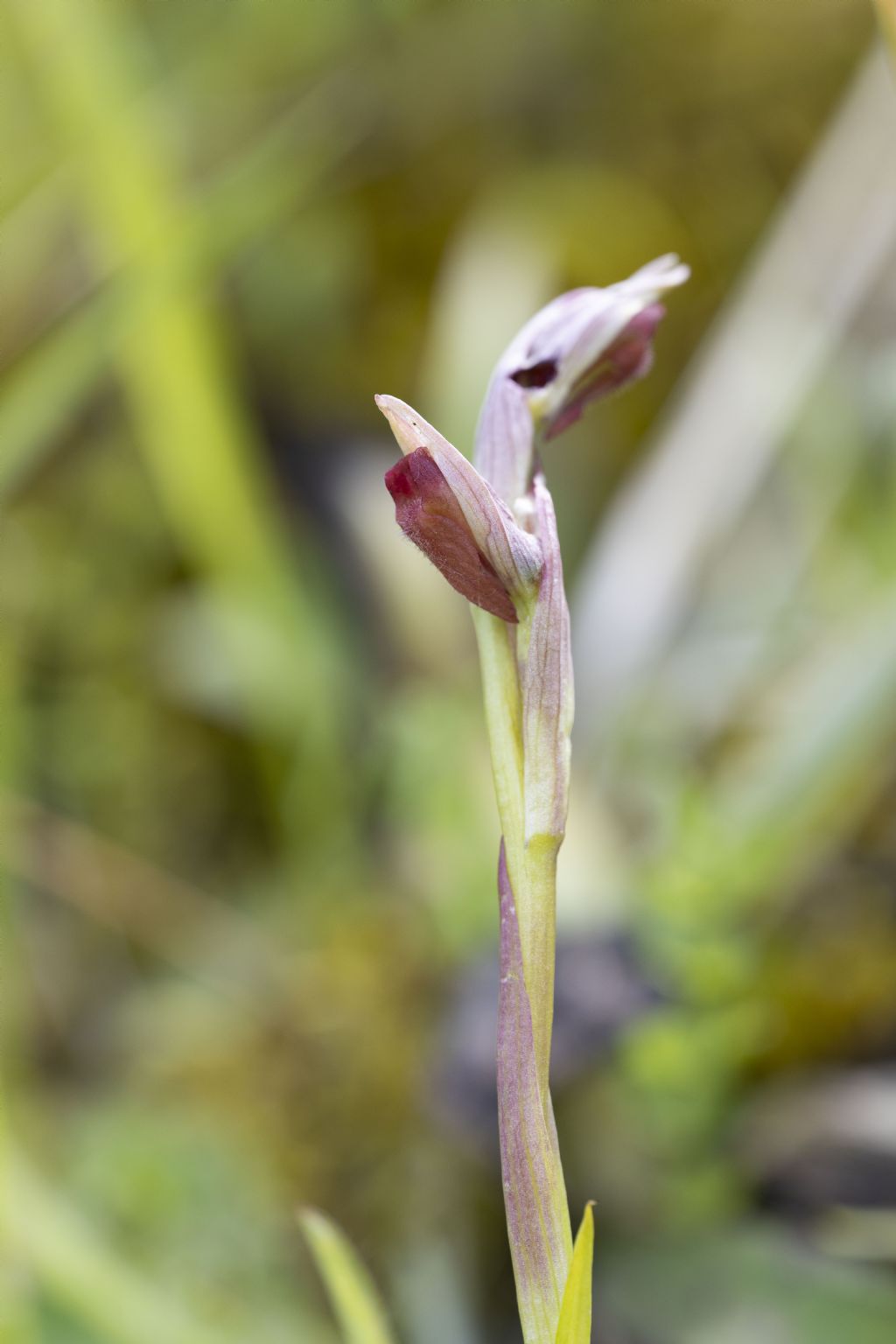 Serapias parviflora?